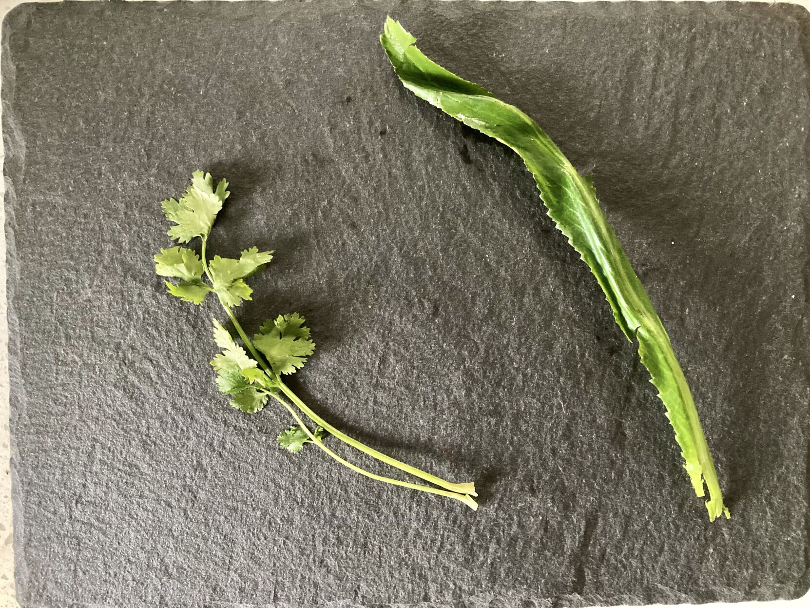 Culantro cilantro